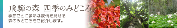 飛騨の森四季のみどころ！季節ごとに多彩な表情を見せる森のみどころをご紹介します 