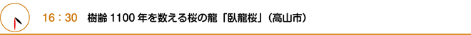 16：30　樹齢1100年を数える桜の龍「臥龍桜」（高山市）