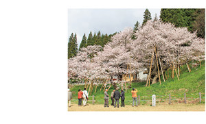 臥龍桜