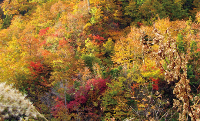 中部地方随一の紅葉の名所・天生峠