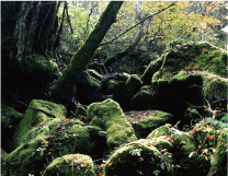 秋の紅葉が終わると苔むした山肌にも太陽の光が降り注ぐ（五色ケ原の森）