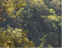 大白川の初秋を象徴する、ドロノキのリュウジョが雪のように舞う光景