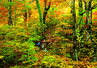 紅葉の天生県立自然公園